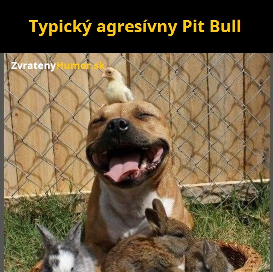 pit bull