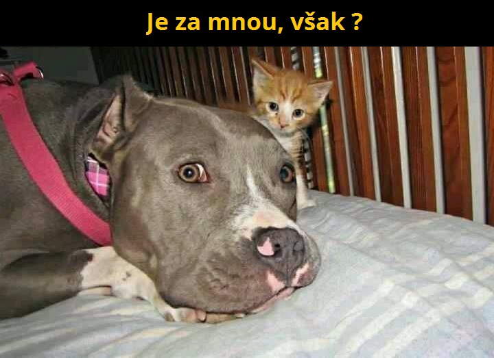 3 mačka