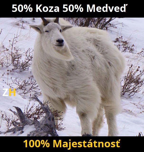 kozomedved