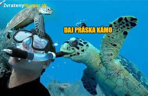 korytnacka