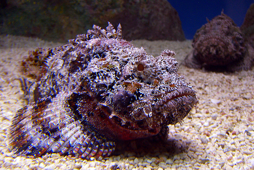 australia8