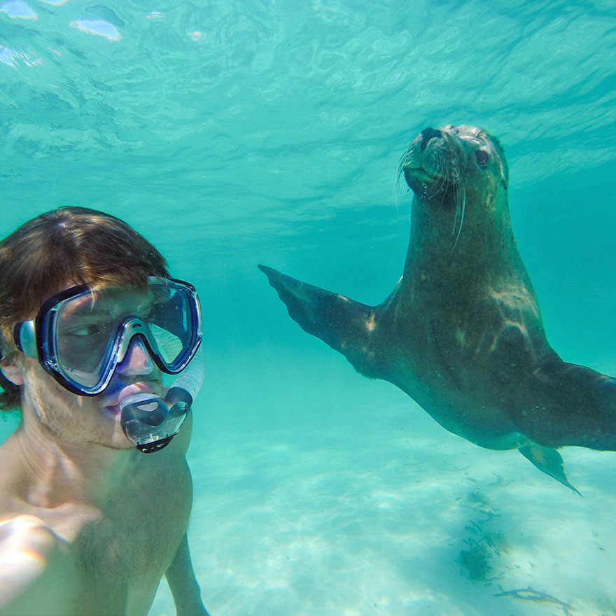zvieracie selfies 2