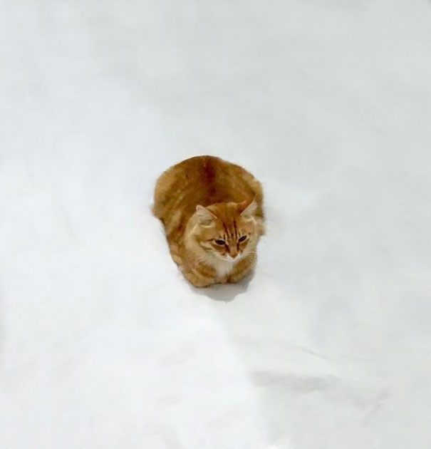 dokreslena macka 6