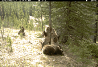 strange_animal_pics_captured_out_on_the_trail_cam_20