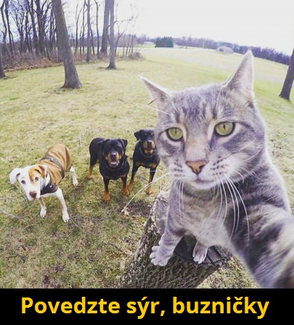 sýr