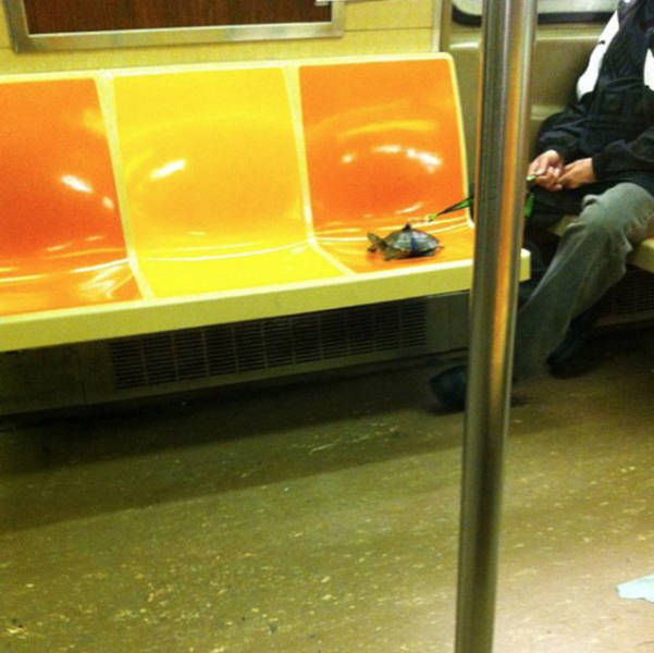 there_is_no_end_to_how_much_weirdness_happens_on_the_subway_640_27