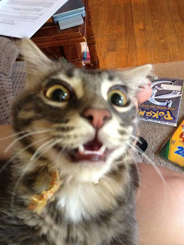 14 miau