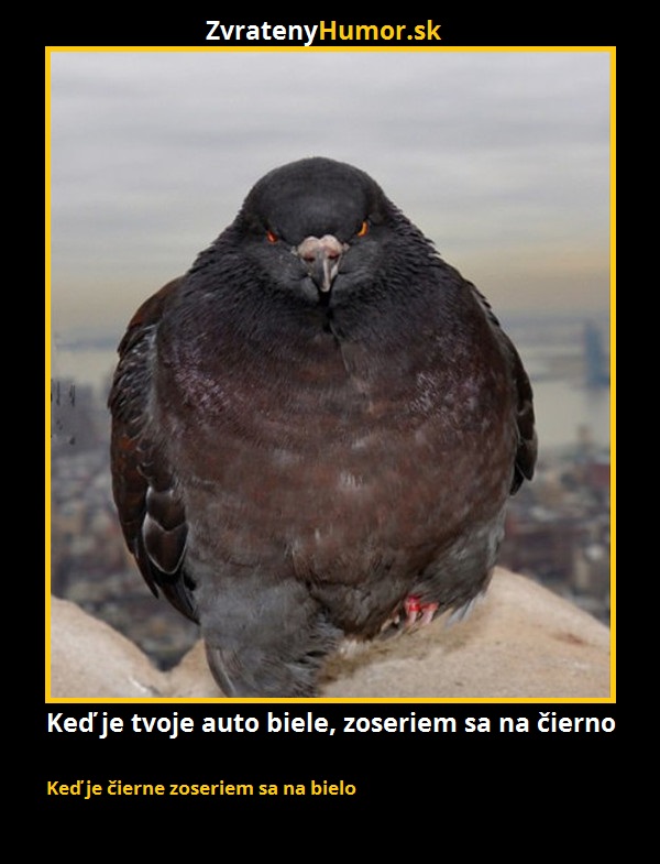 holub