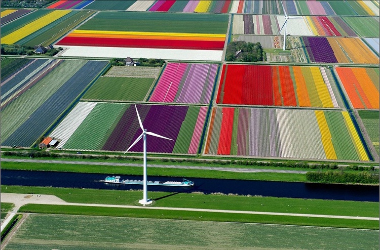 6 Tulip Fields, Netherlands