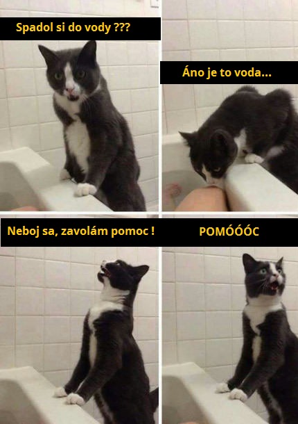mačka