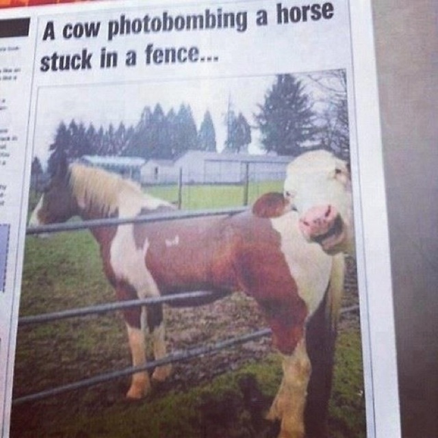 cow