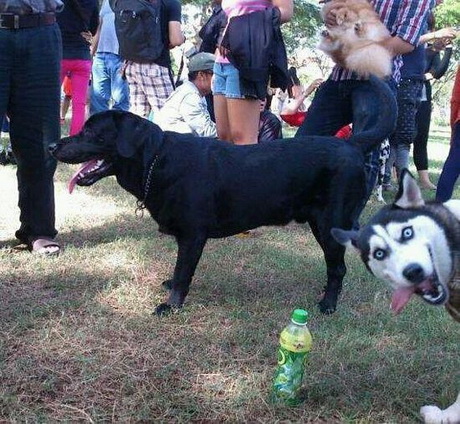dog2