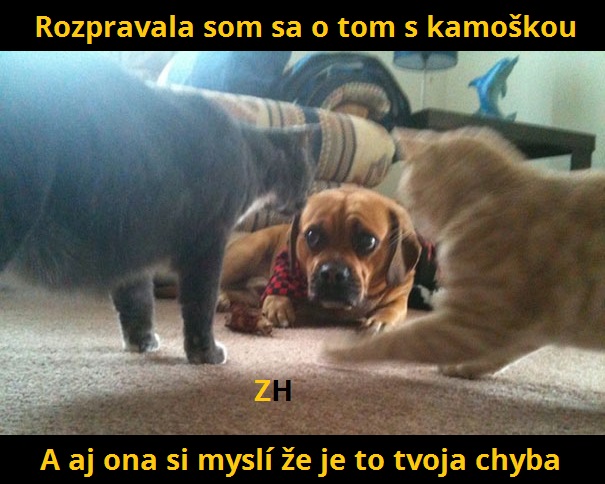 rozpravala som sa s kamoškou