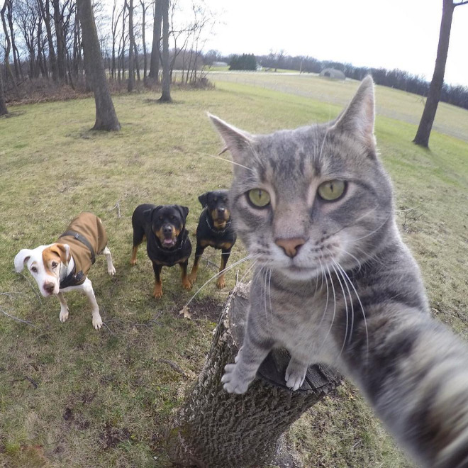 15 Obrázkov: Táto mačka miluje selfie a robí to lepšie ako TY!