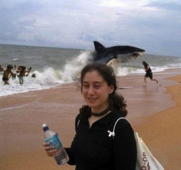 shark