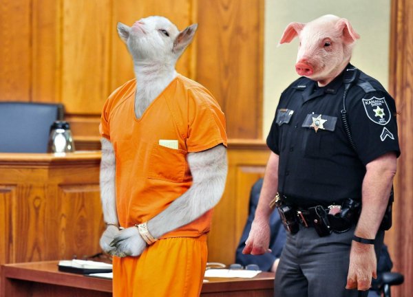 hrdy bastard 5
