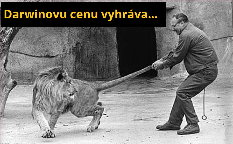 3 mačička