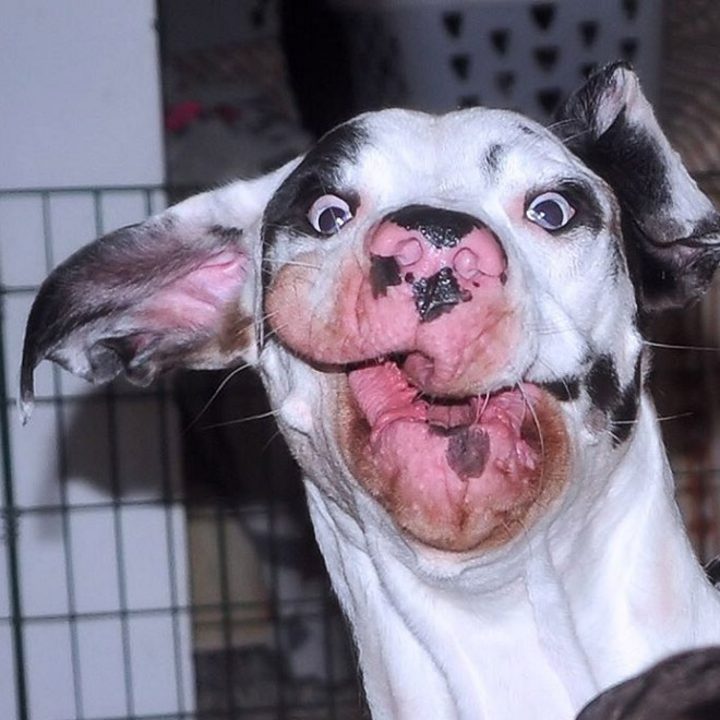 derpy1