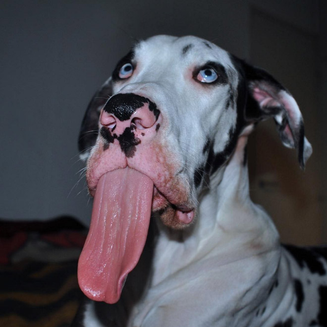 derpy12