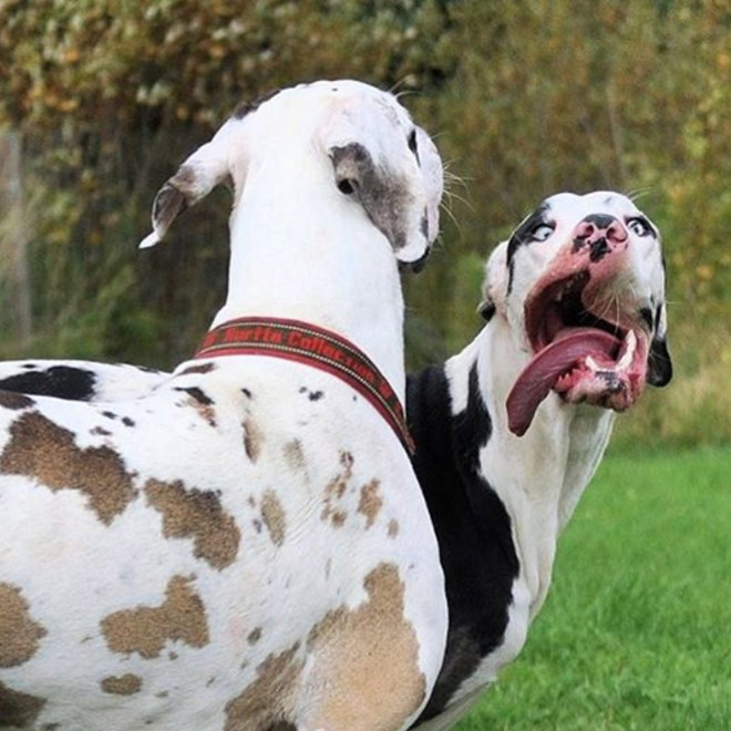 derpy3