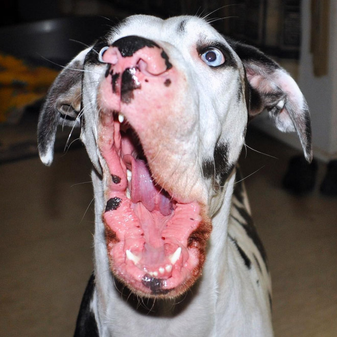 derpy5