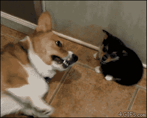 these-animals-fked-up-and-they-know-it-17-gifs-1