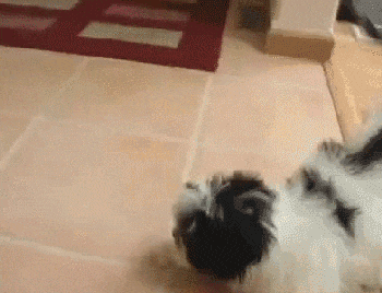 these-animals-fked-up-and-they-know-it-17-gifs-11