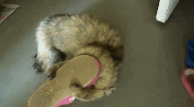 these-animals-fked-up-and-they-know-it-17-gifs-12
