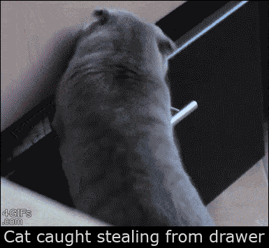 these-animals-fked-up-and-they-know-it-17-gifs-13
