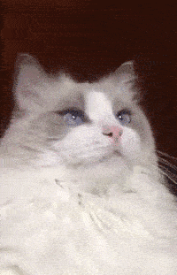 these-animals-fked-up-and-they-know-it-17-gifs-14