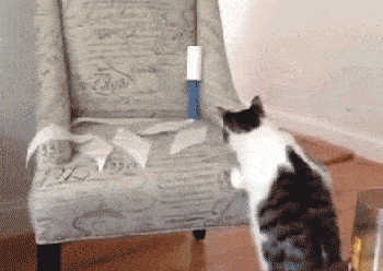 these-animals-fked-up-and-they-know-it-17-gifs-15