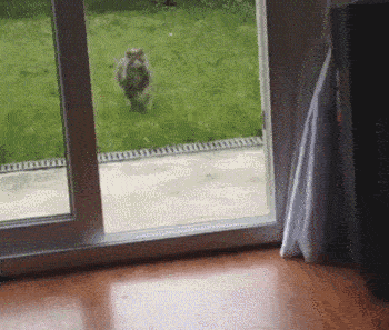 these-animals-fked-up-and-they-know-it-17-gifs-16