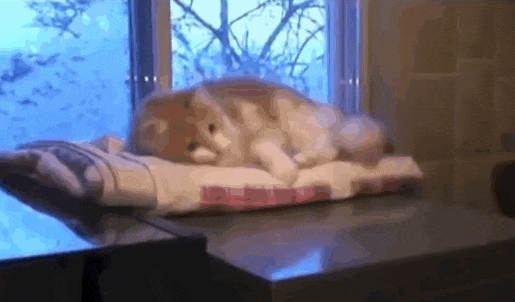 these-animals-fked-up-and-they-know-it-17-gifs-17