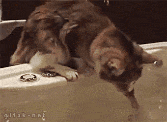 these-animals-fked-up-and-they-know-it-17-gifs-18