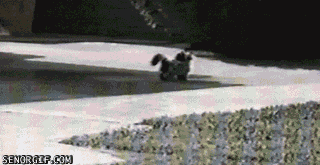 these-animals-fked-up-and-they-know-it-17-gifs-2