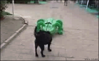 these-animals-fked-up-and-they-know-it-17-gifs-3