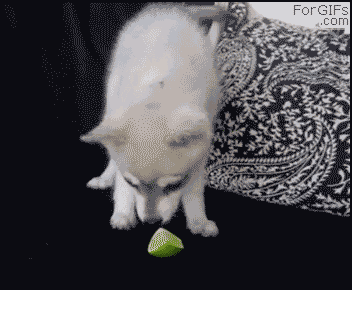 these-animals-fked-up-and-they-know-it-17-gifs-4