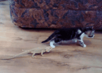these-animals-fked-up-and-they-know-it-17-gifs-5