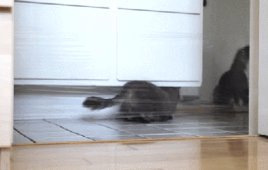 these-animals-fked-up-and-they-know-it-17-gifs-6