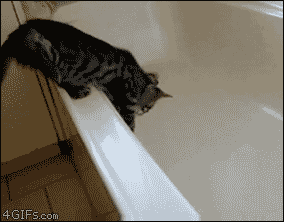 these-animals-fked-up-and-they-know-it-17-gifs-7