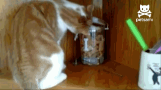 these-animals-fked-up-and-they-know-it-17-gifs-8