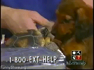 these-animals-fked-up-and-they-know-it-17-gifs-9