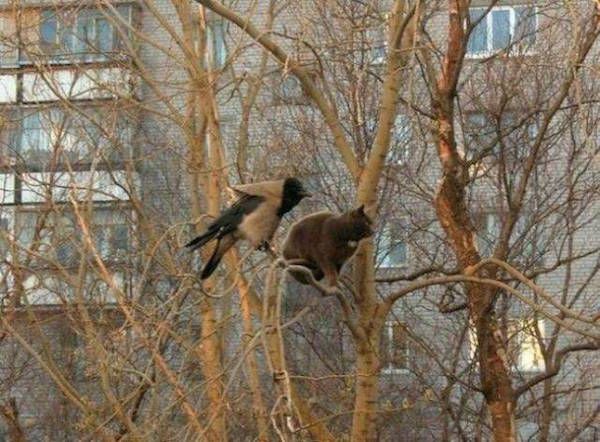 daily-afternoon-randomness-49-photos-431