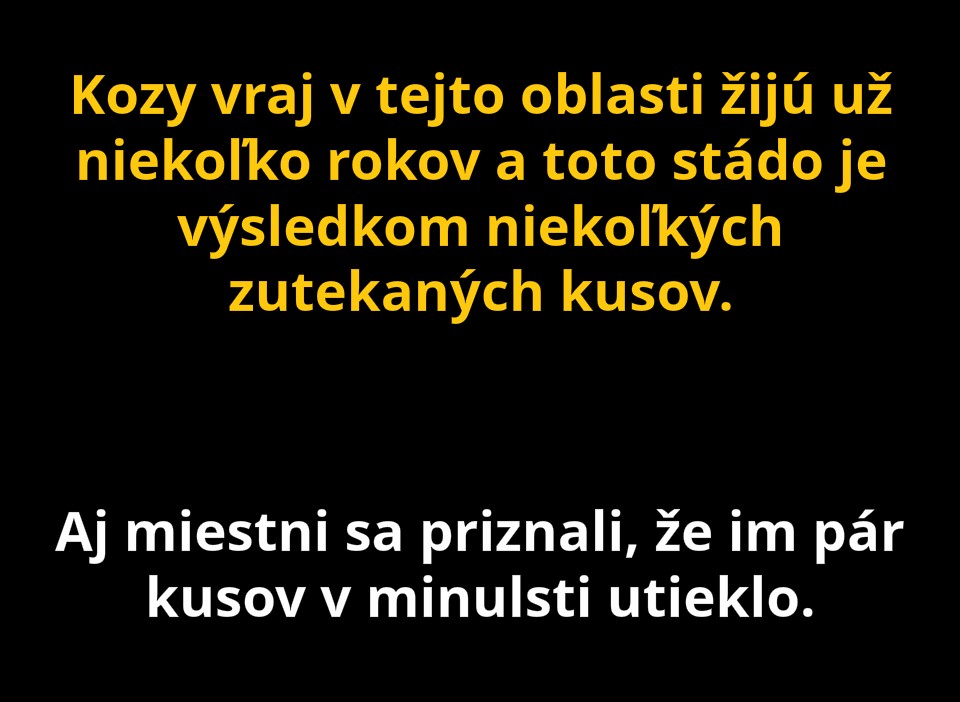 kozy 3