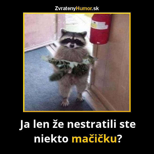 mačička