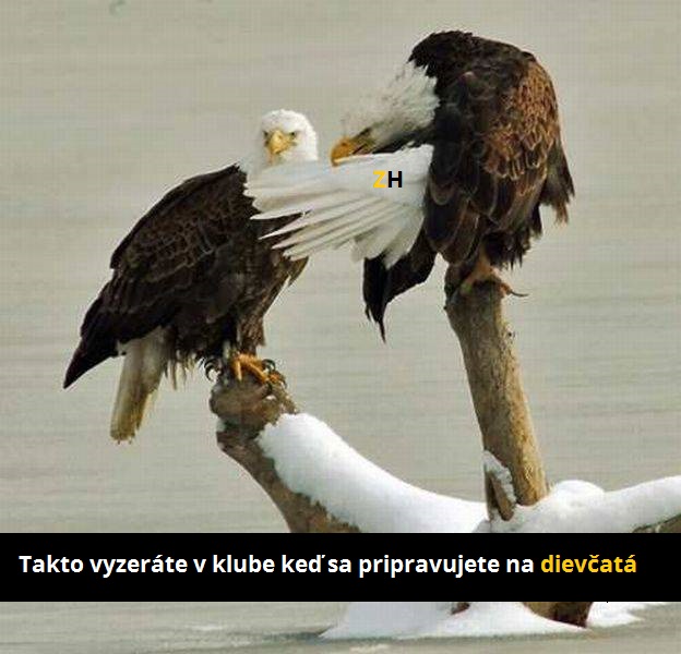 potkan nemá sancu