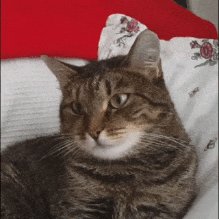 the-internets-funniest-gifs-4