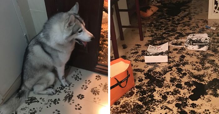 Majitelia nechali Huskyho doma 3 hodiny, redizajnoval im dom