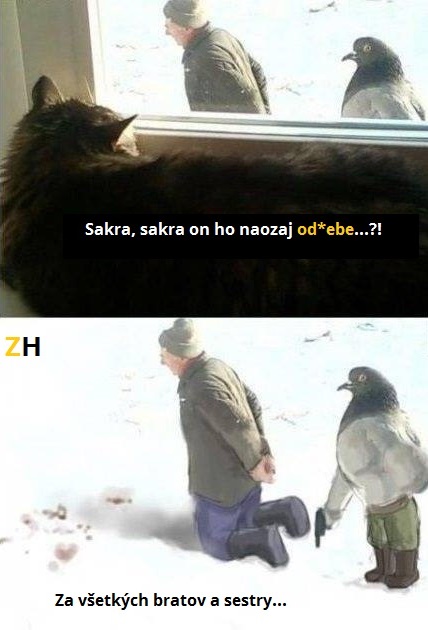 mačka