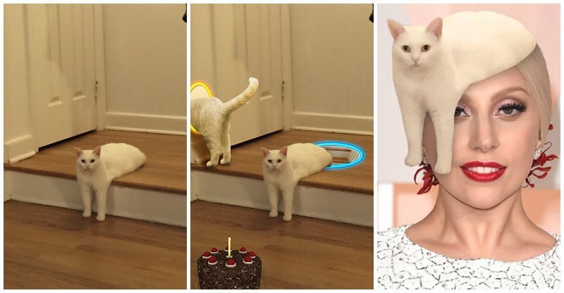 25 Obrázkov: Divná polovičná mačka spustila Photoshopovu vojnu